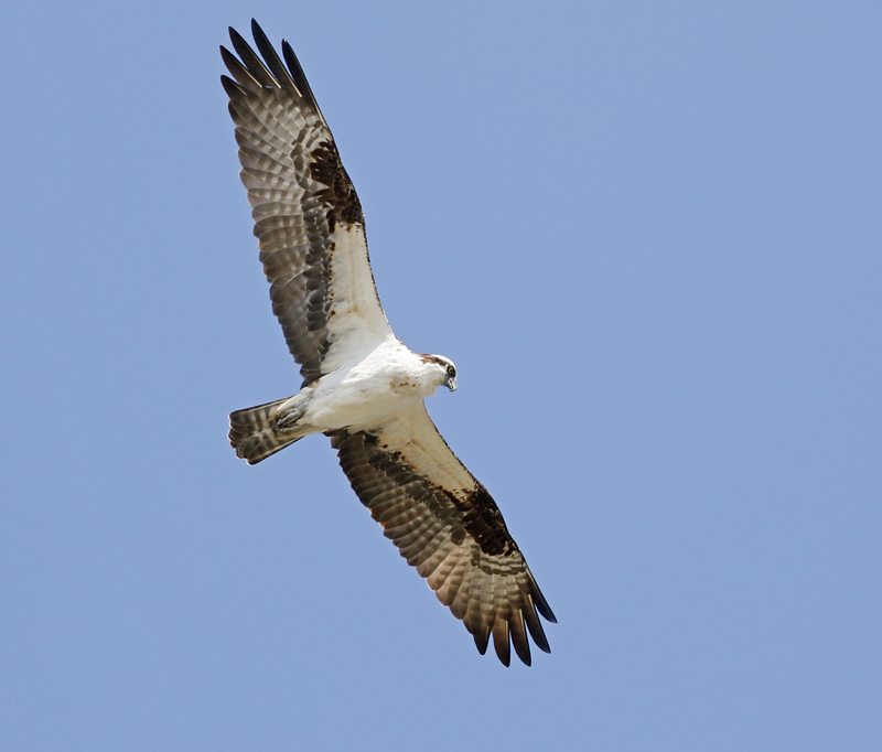 Osprey