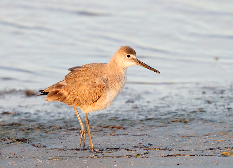 Willet