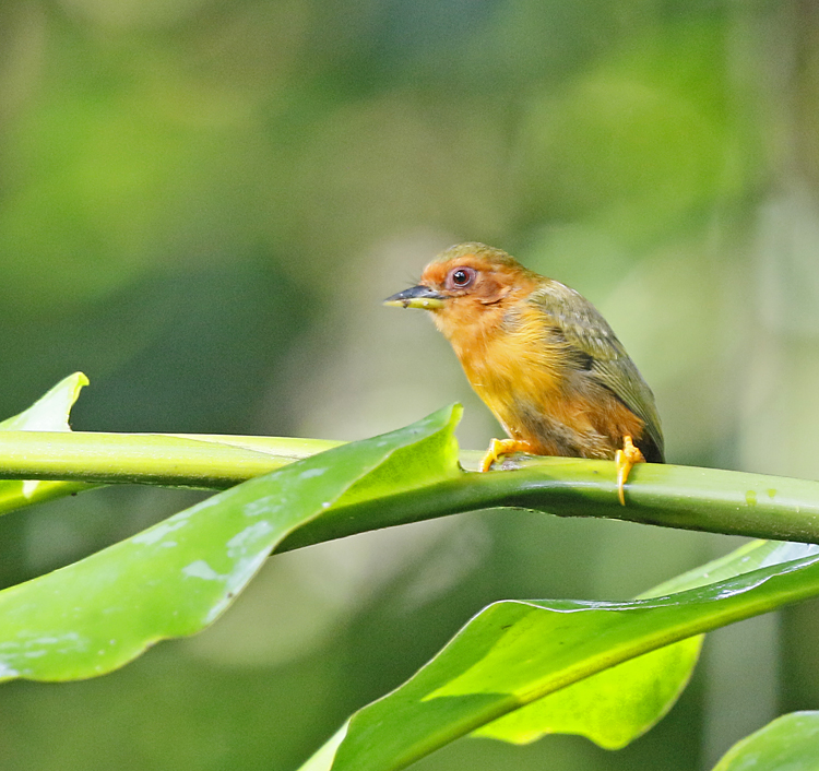 Rufous Piculet