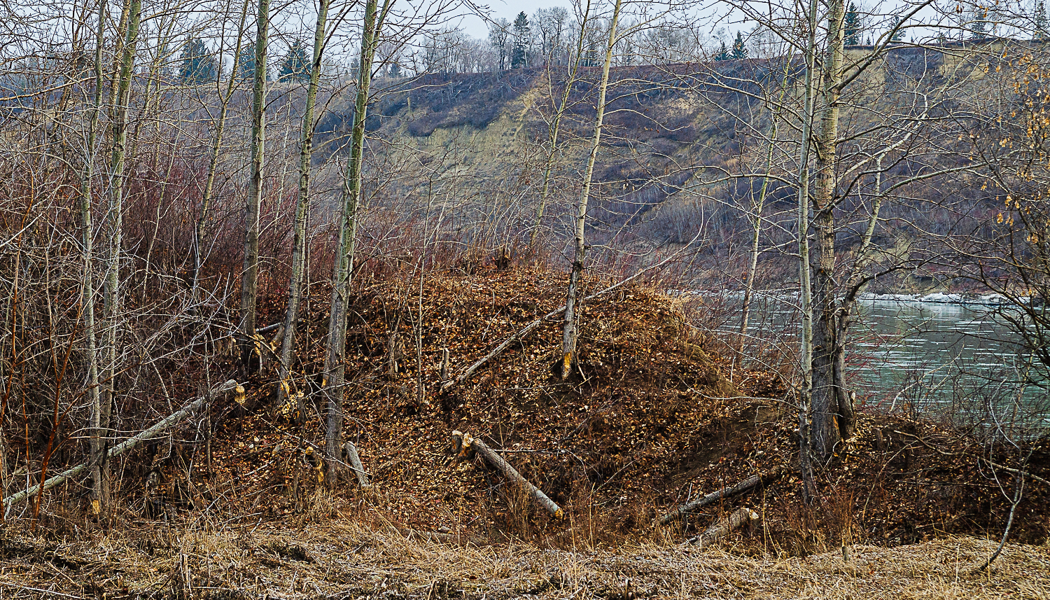 Beavers at Work