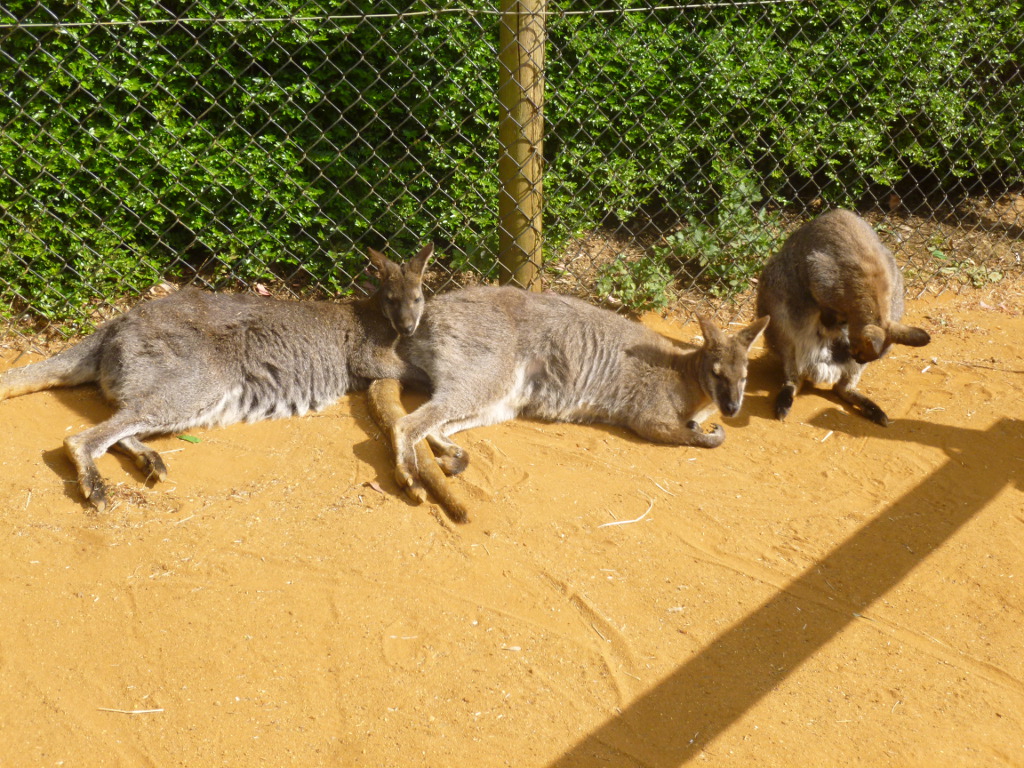Wallaby walkthrough
