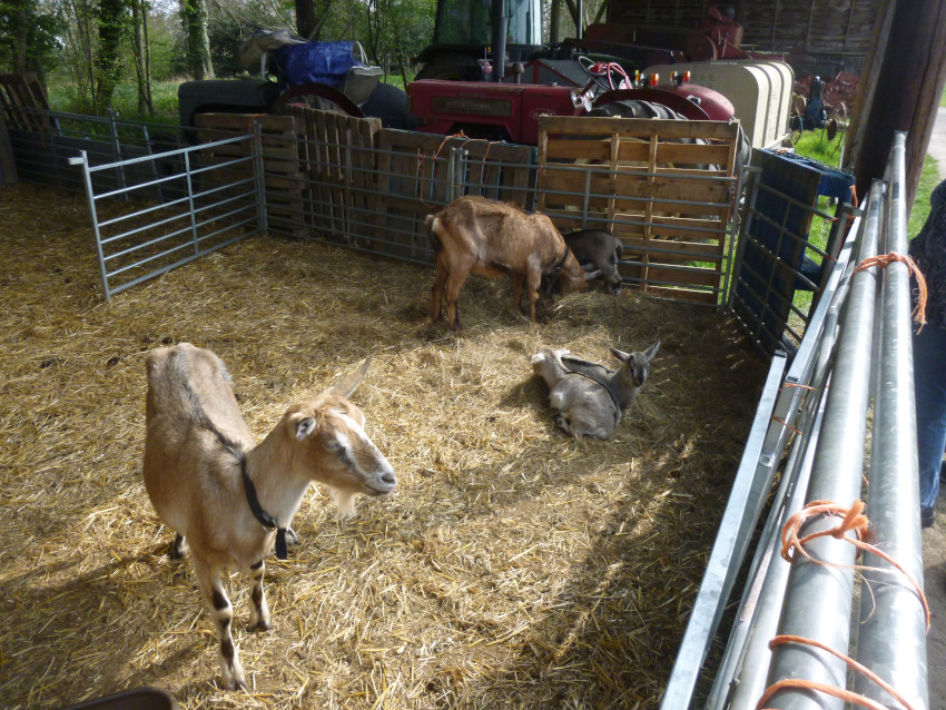 Goats