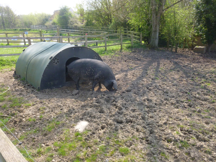Black kune pig