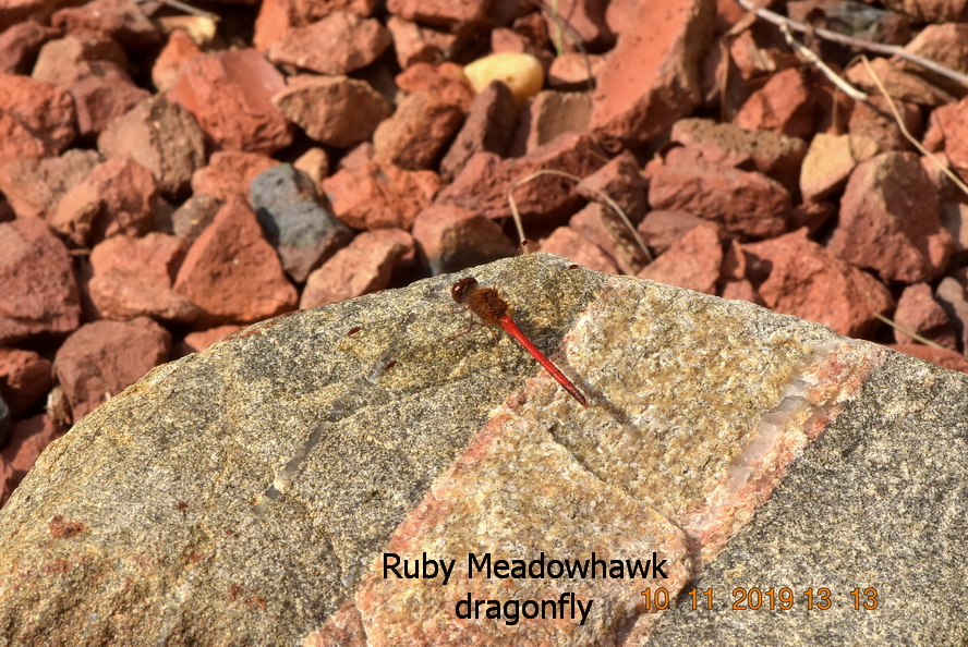 Ruby_Meadowhawk_dragonfly.jpg
