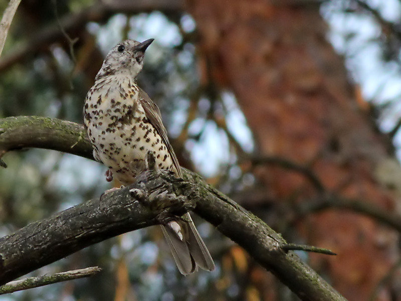 Mistle Trush - Grote Lijster - Turdus viscivorus