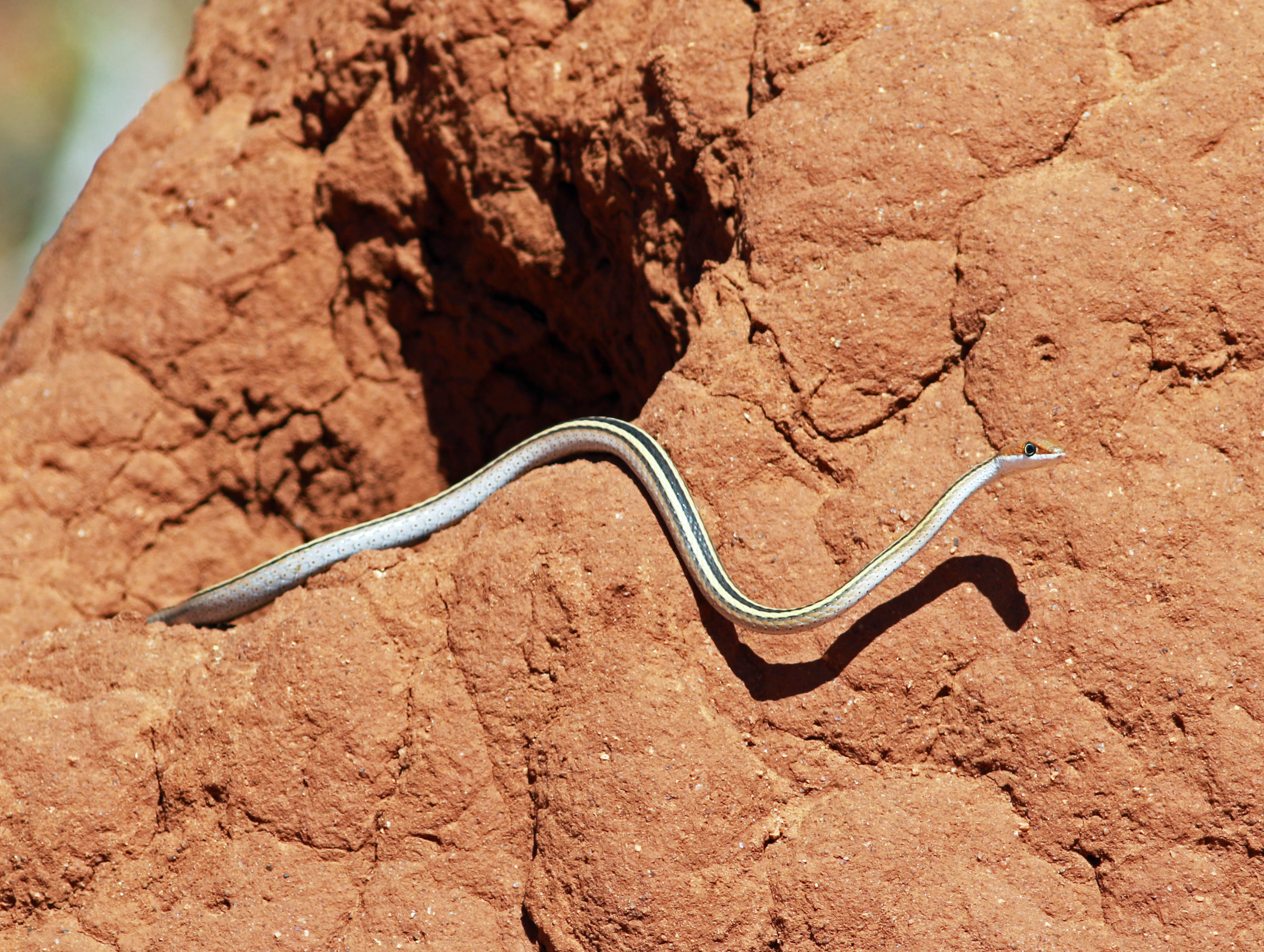 Speckled Sand Racer (Psammophis punctulatus)