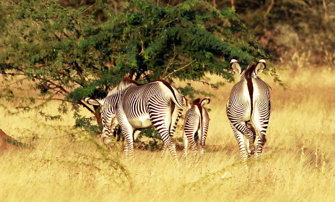 Grevys Zebra (Equus grevyi).