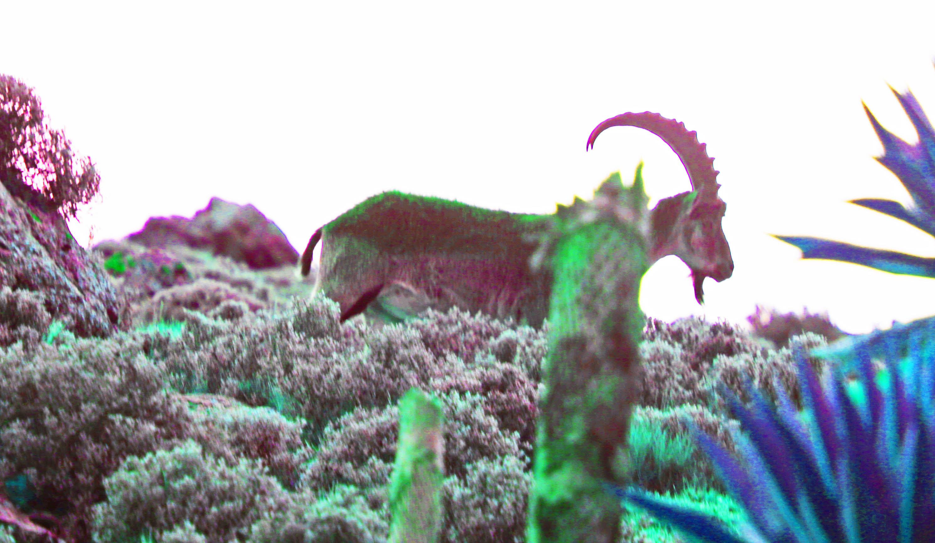 Walia (Ibex walia).