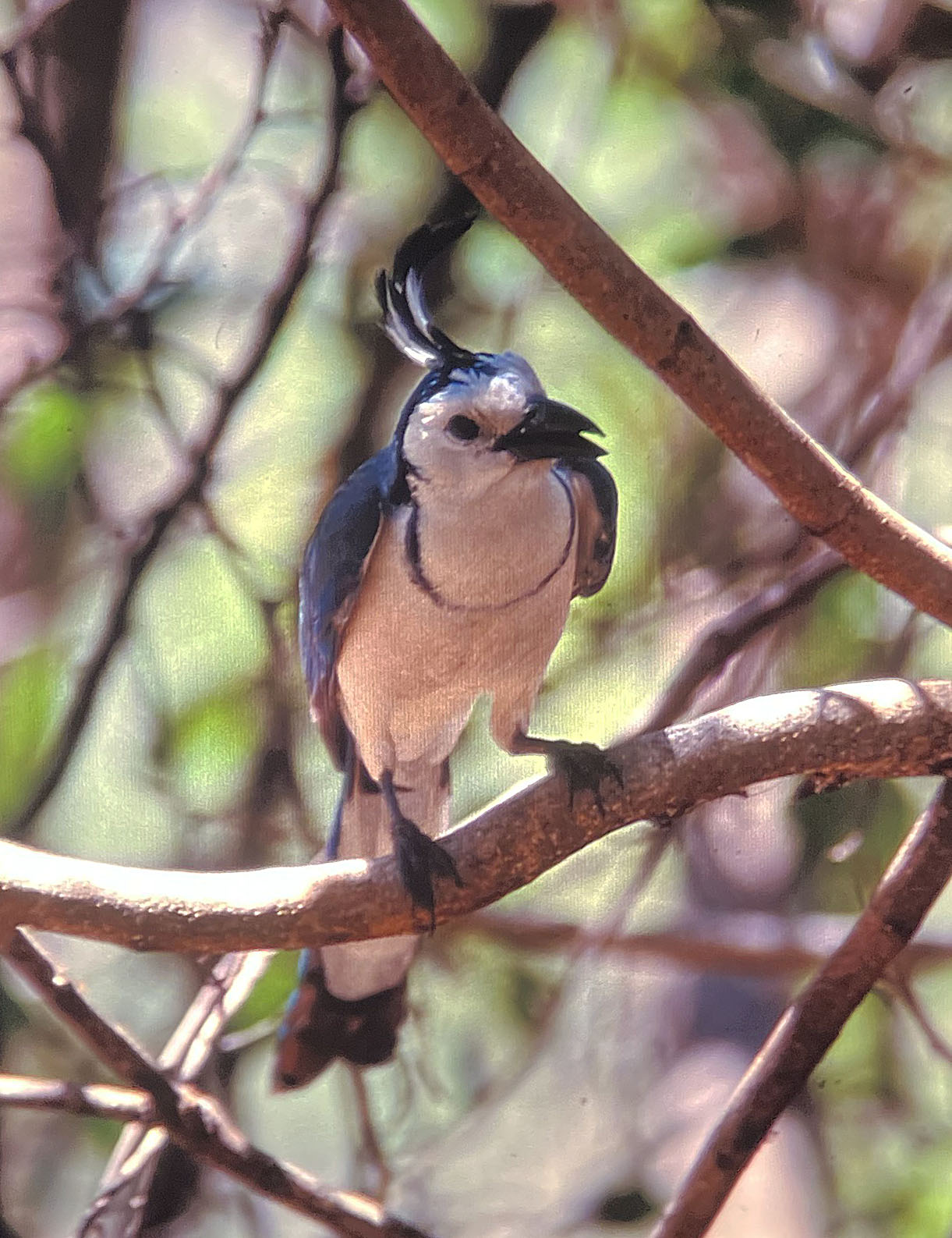 White-throated Magpie Jay (Calocitta formosa).