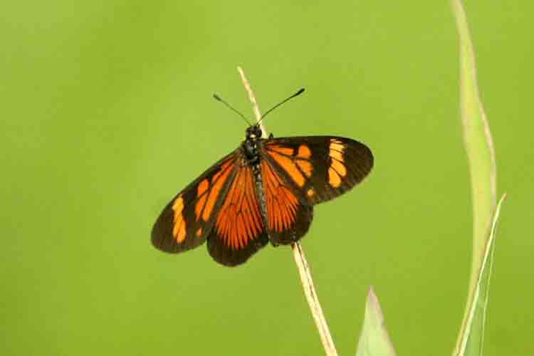 Pellenea Actinote  (Actinote pellenea) REGUA Brazil 2011-11-14 Stefan  Lithner