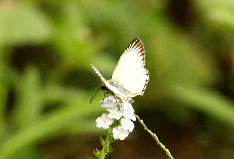  Veined White Skipper (Heliopetes arsalte prob.) REGUA Brasil 2011-11-18 Stefan  Lithner