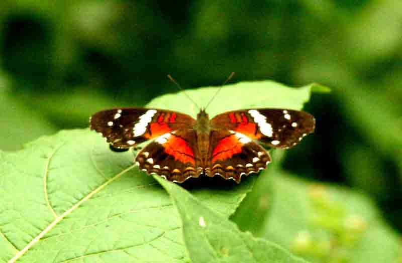 Scarlet Peacock (Anartia amathea) REGUA Brazil  2011-11-18 Stefan  Lithner