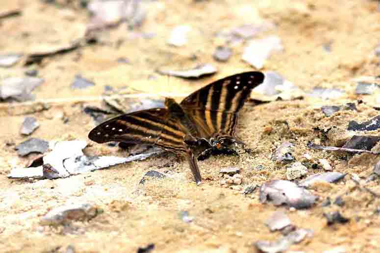 Many-banded Daggerwing (Marpesia chiron) Piquiri Lodge Pantanal Brazil 2012-11-05  Stefan  Lithner