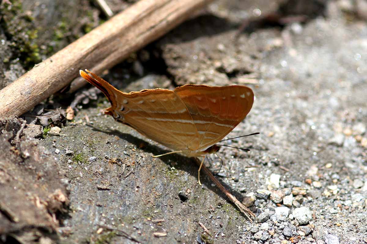 Pansy Daggerwing (Marpesia marcella) Colombia 2013-03 Stefan  Lithner