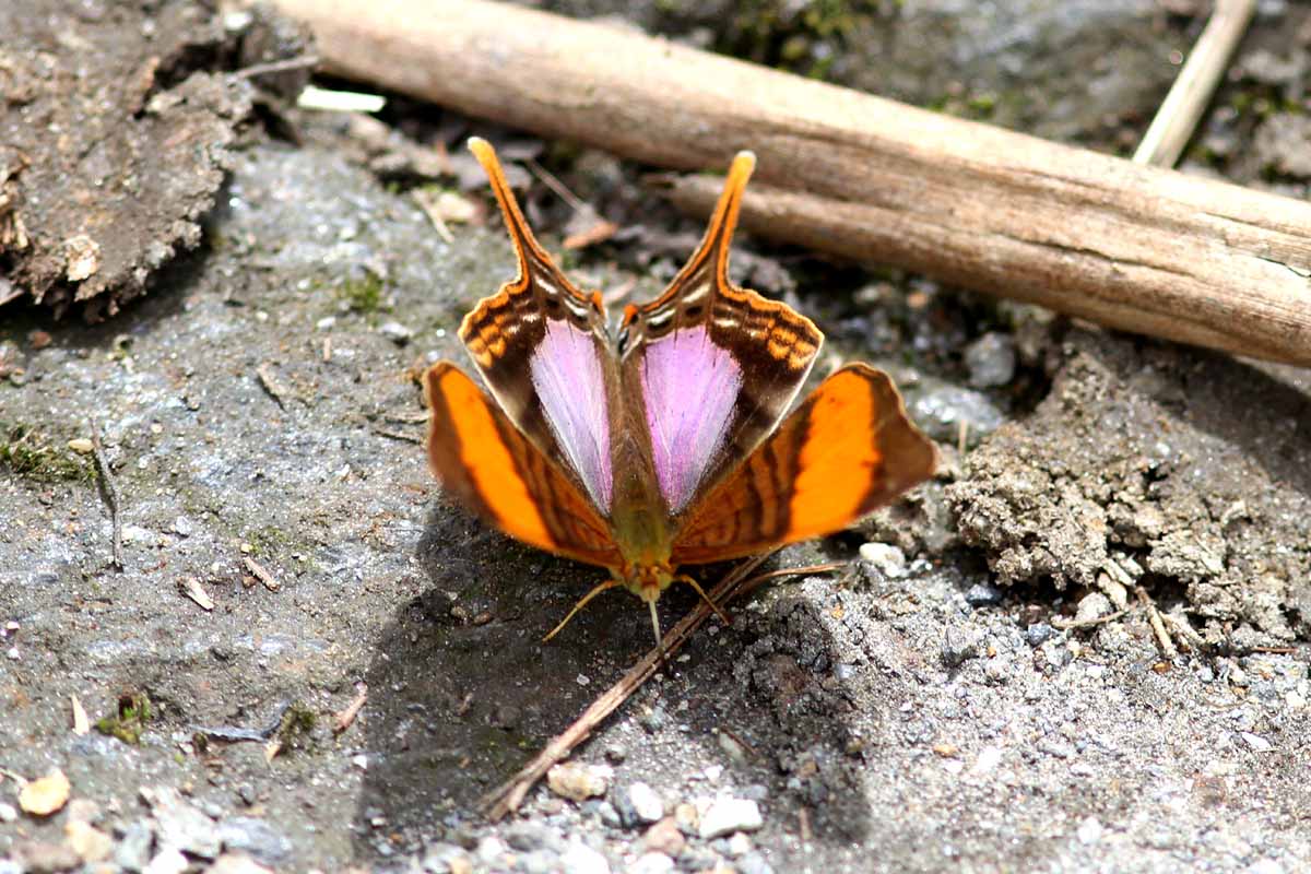 Pansy Daggerwing (Marpesia marcella) Colombia 2013-03-19 Stefan  Lithner