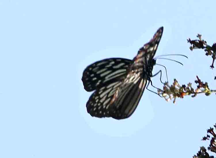 Blue Glassy Tiger (Ideopsis vulgaris) Sri Lanka 2014-02-04 Stefan  Lithner