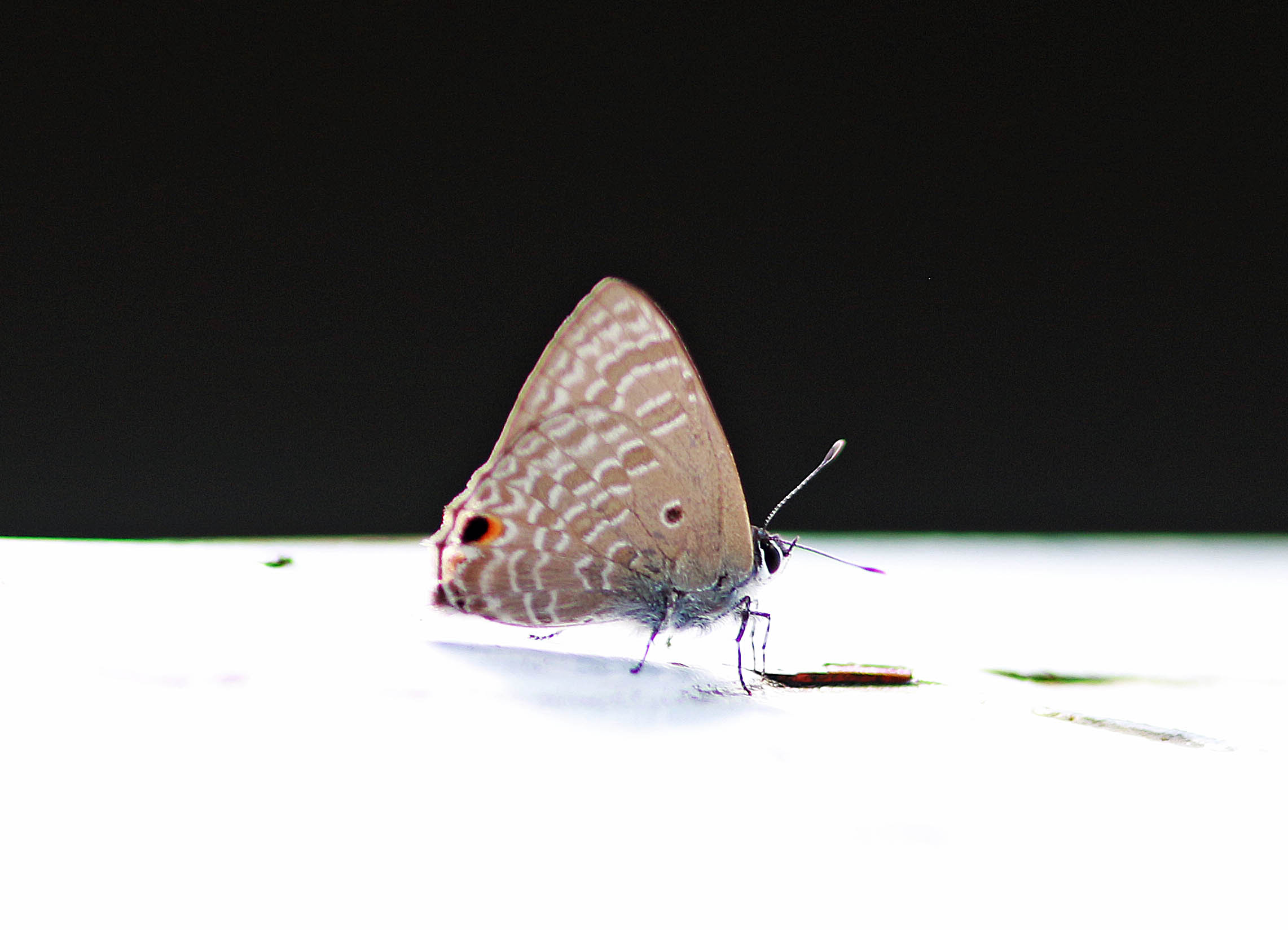 Tailless Lineblue (Prosota dubiosa)  MalaysiaBorneo 2018-04-02 Stefan  Lithner