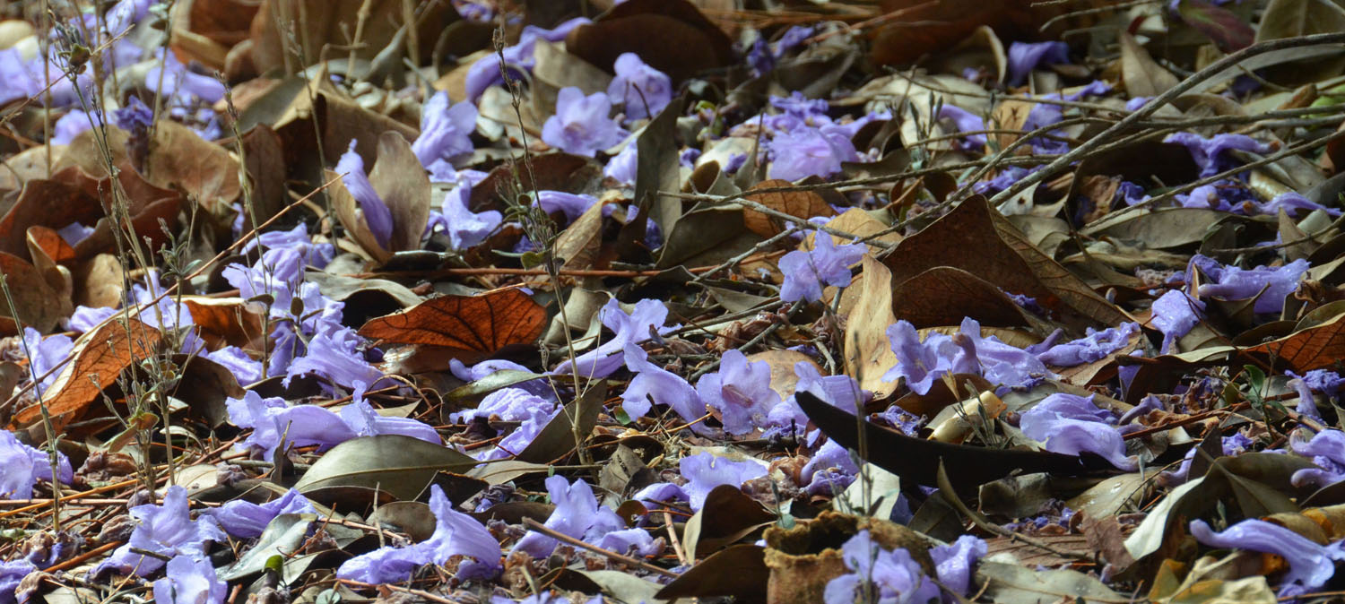 Jacaranda carpet