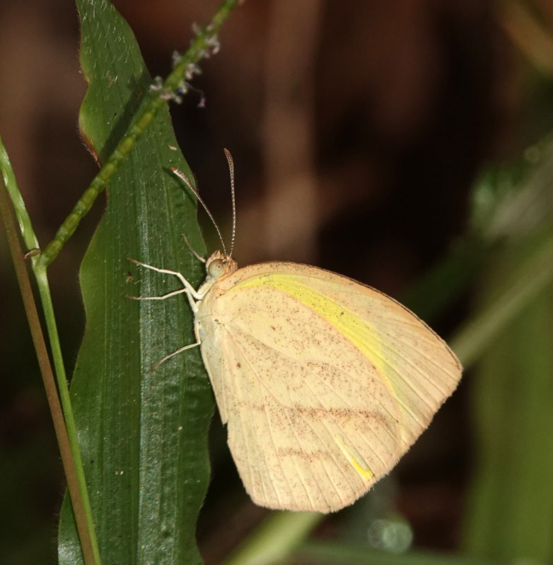 Lined Grass-yellow