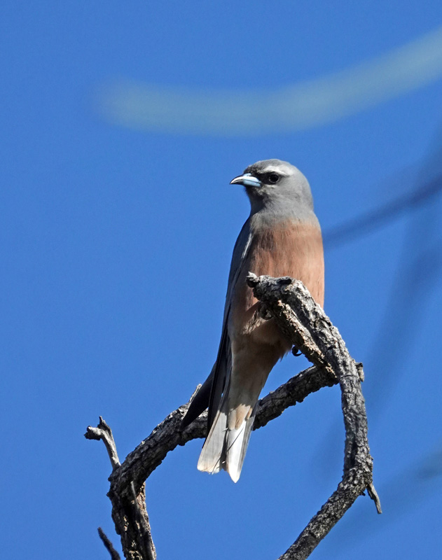 White-browed Woodswallow female