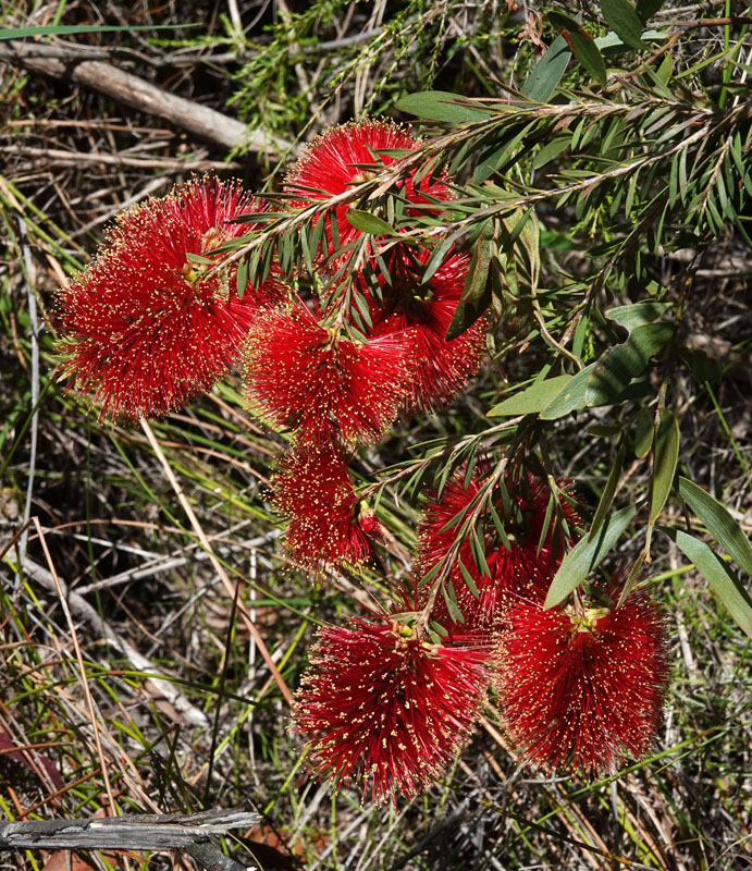 Blackdown Bottlebrush