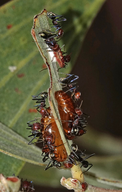 Northern Hairstreak pupae & larva