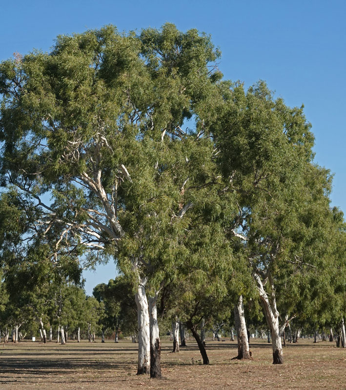 ghost gums