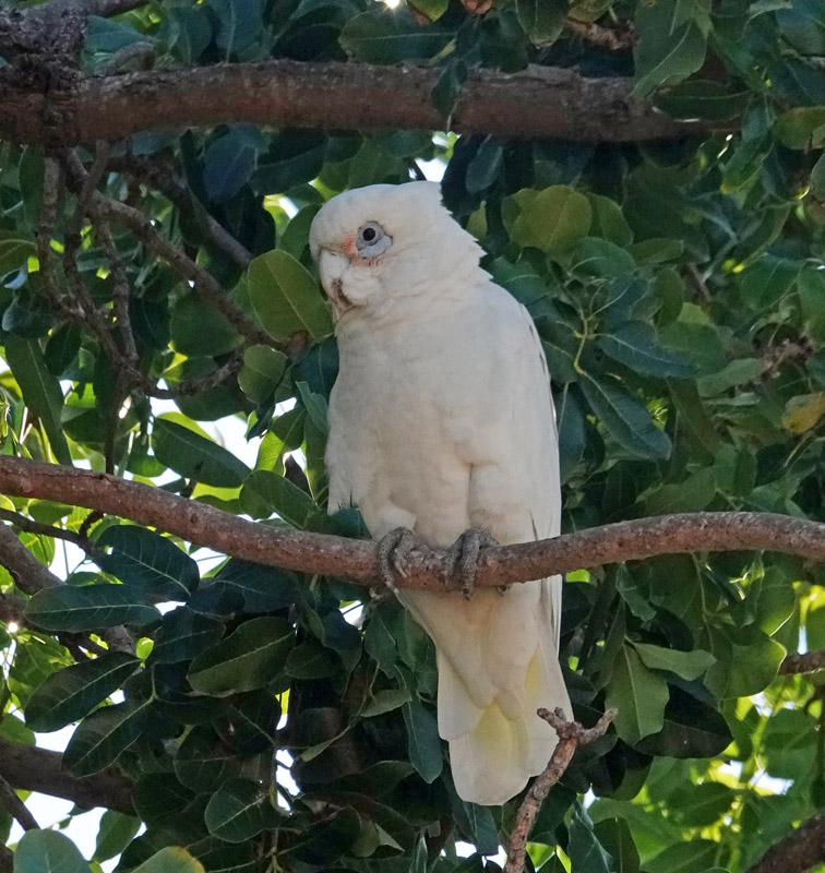 Little Corella