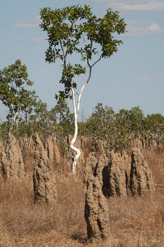 termite mounds & Cabbage Gum