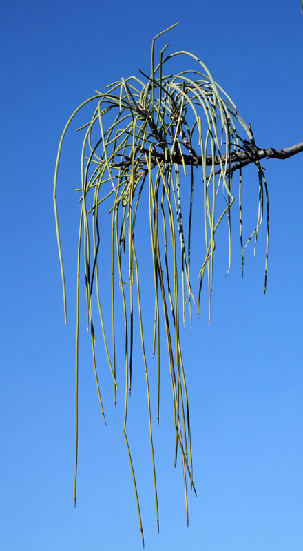 Bootlace Oak