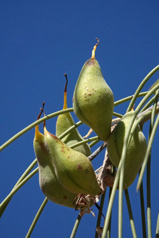 Bootlace Oak