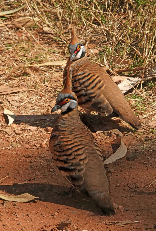 Spinifex Pigeons