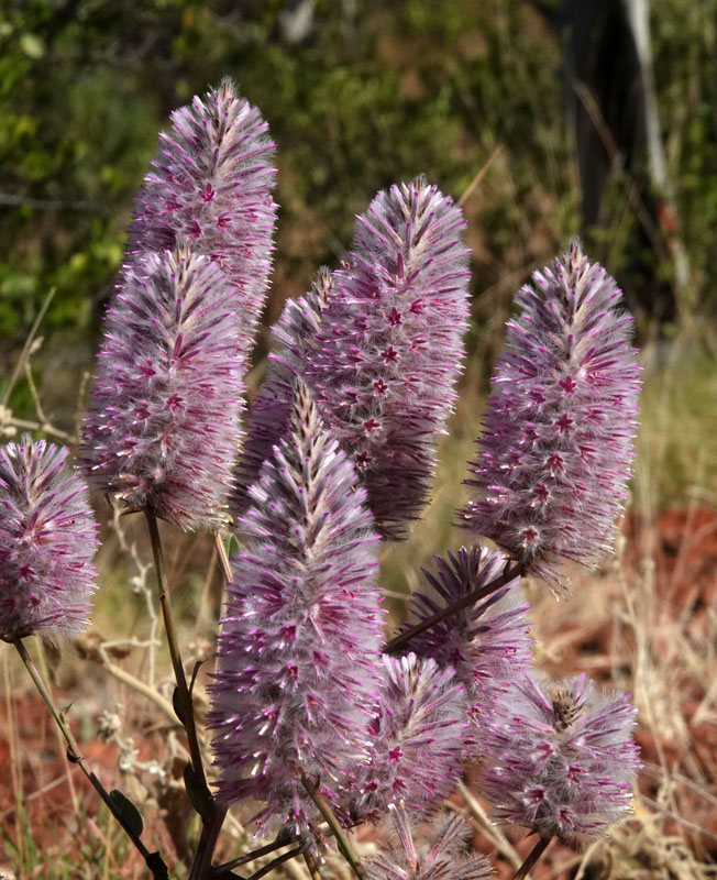 Crimson Foxtail