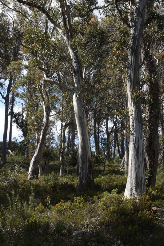 sub-alpine eucalypt woodland