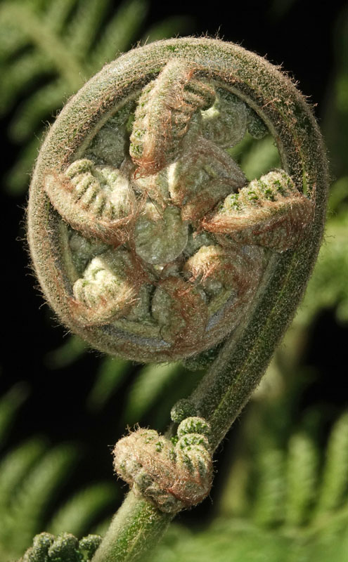 tree-fern fiddlehead