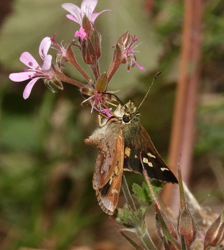 Barred Skipper