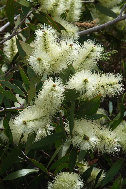 Melaleuca sp.