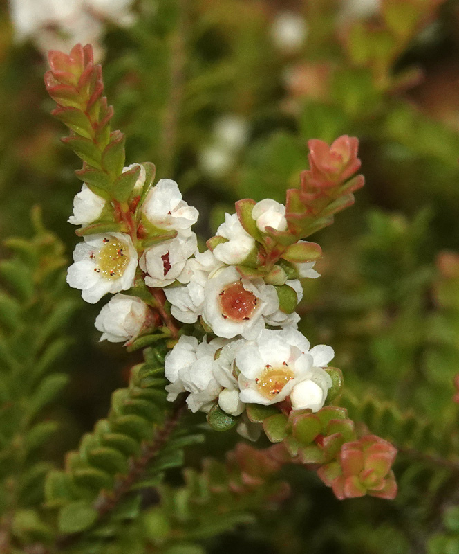 Thryptomene oligandra