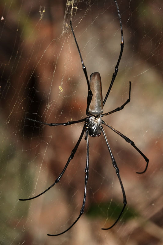 Northern Golden Orb-weaver