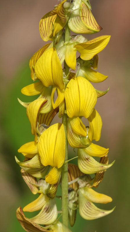 Smooth Rattlebox