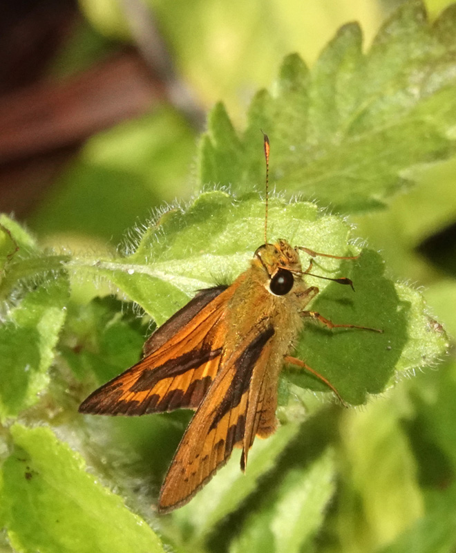 Narrow-brand Darter