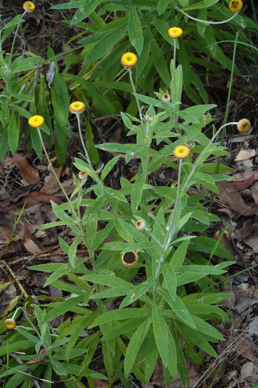 Yellow Buttons