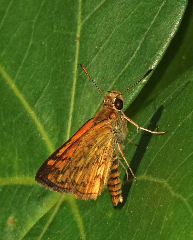 Wide-brand Grass-dart
