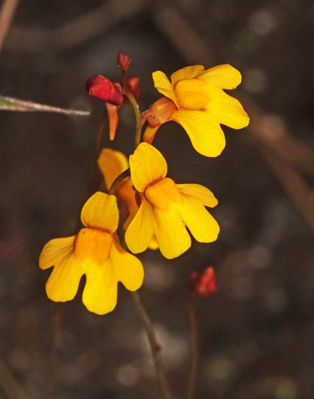 Sun Bladderwort