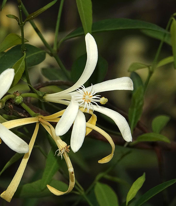 Native Honeysuckle