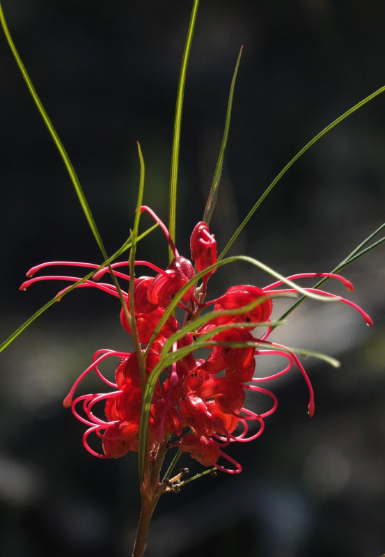 Graceful Grevillea