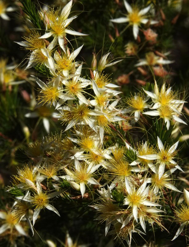 Gurulmundi Fringe-myrtle