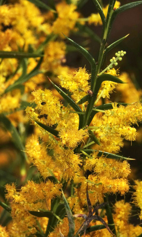 Spur-wing Wattle
