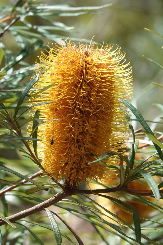Hairpin Banksia