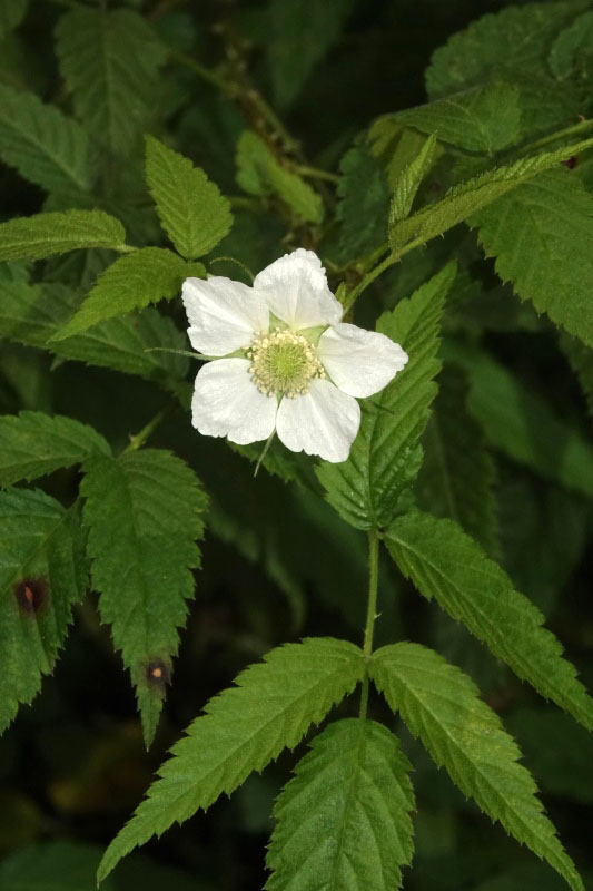 Rose-leaf Bramble